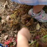 KODAK Digital Still Camera